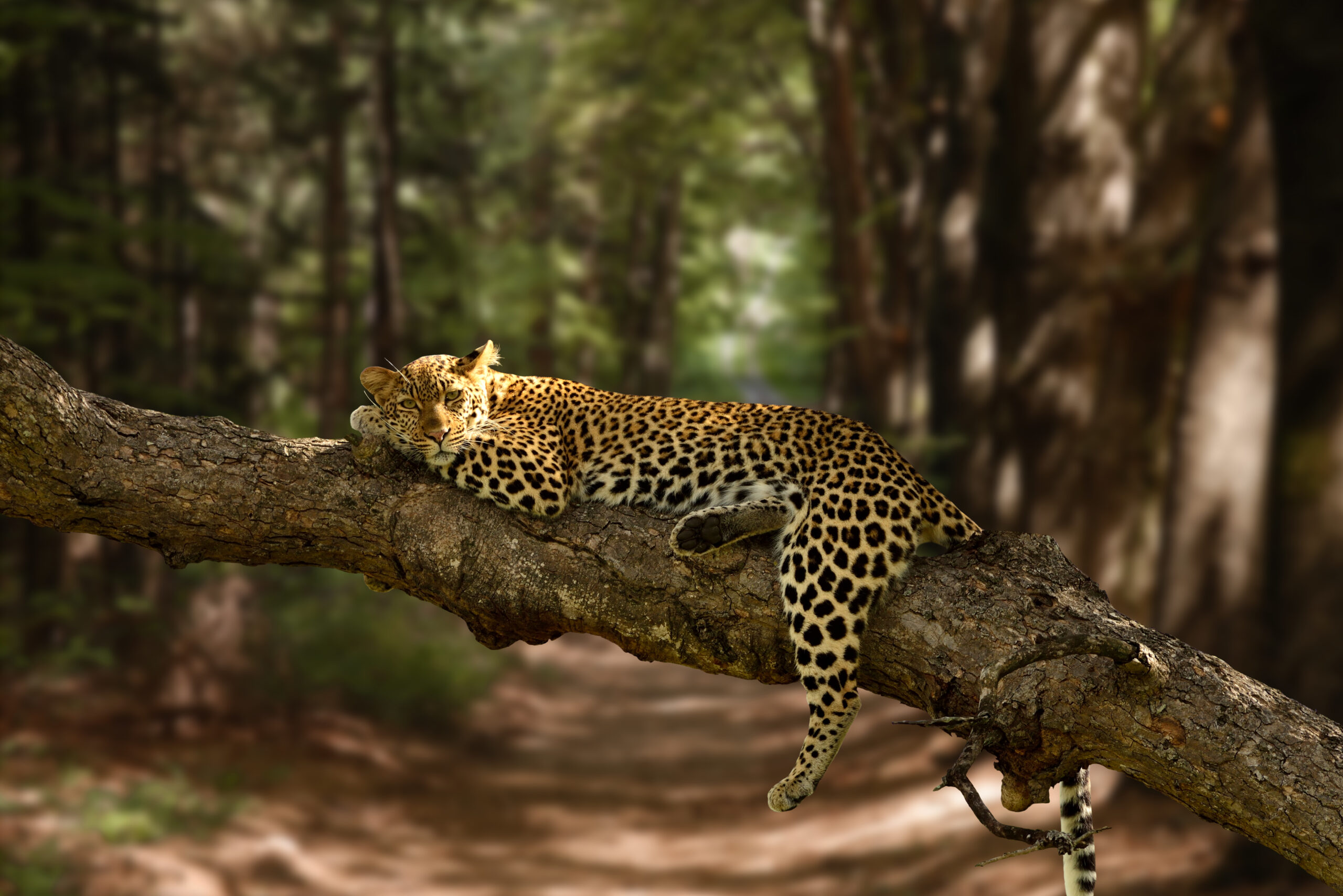 Exploring India beautiful shot lazy leopard resting tree with blurred background